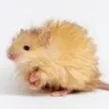 creator Freya the hamster's avatar