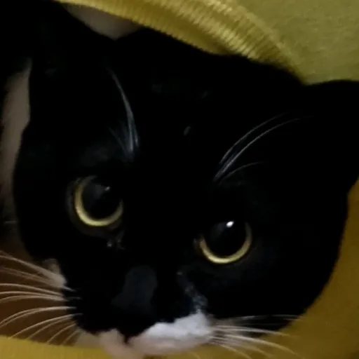 creator gattogamer's avatar