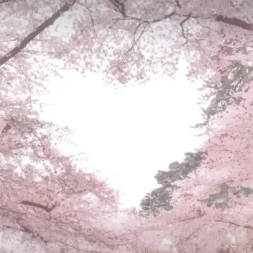 creator ~Cherry_Blossom~'s avatar