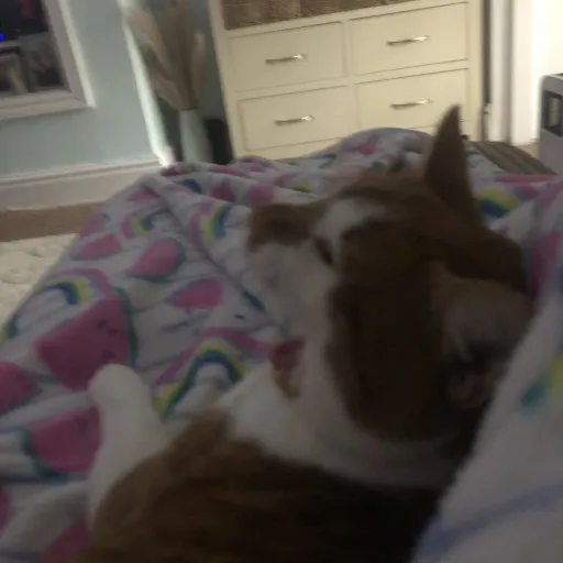 creator Talkior-QyNBTdkE's avatar