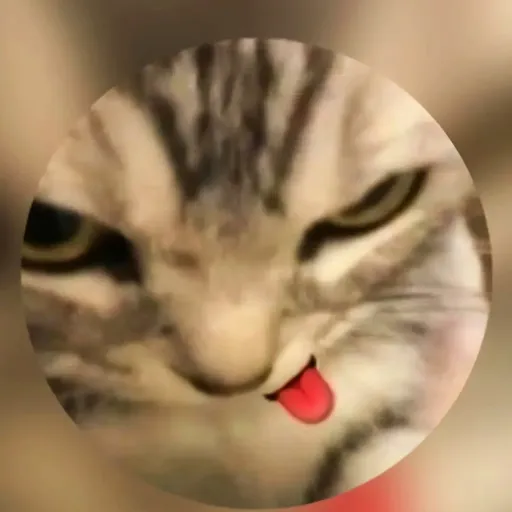 creator mi pendeja's avatar