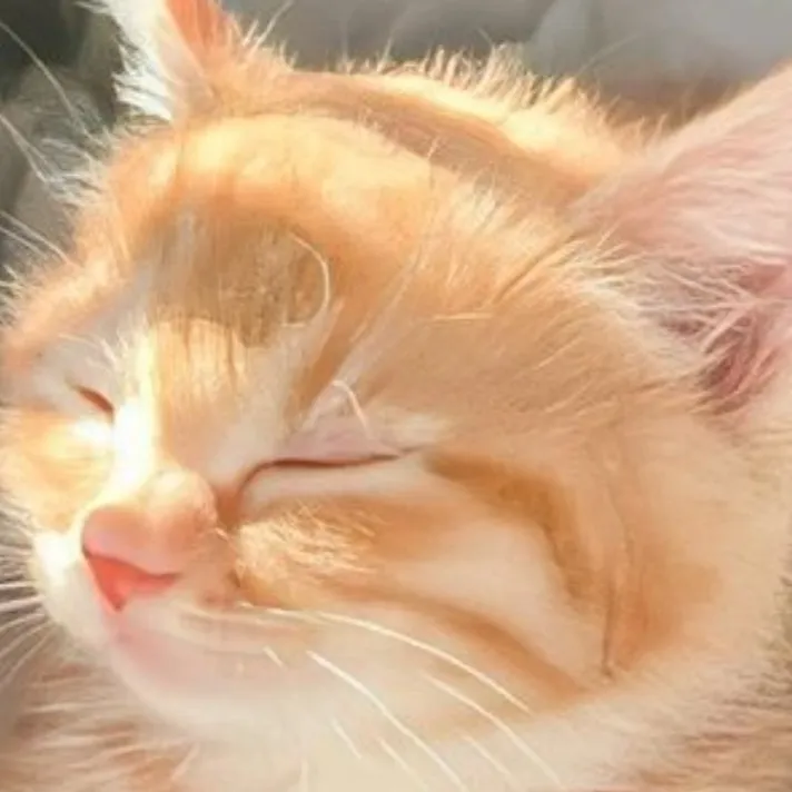 chat with ai character: Toto