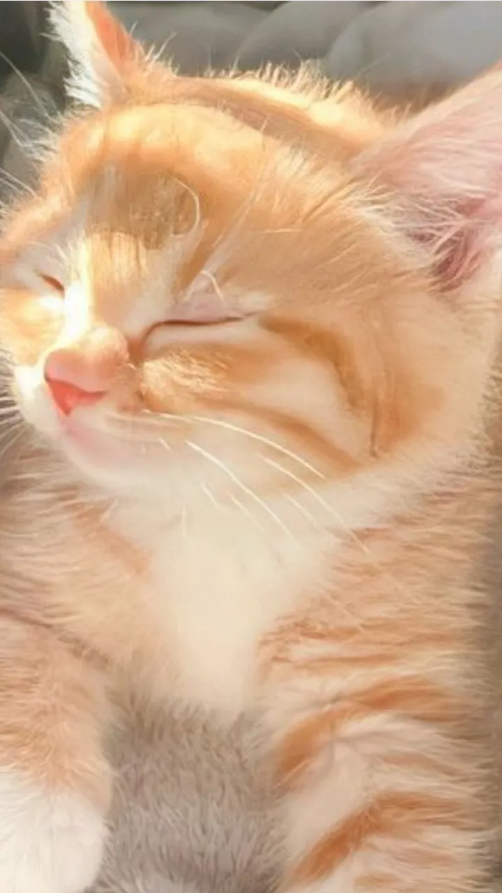 ai character: Toto background