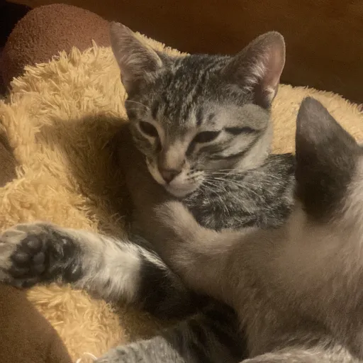 creator Talkior-AtZelDGs's avatar