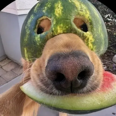 creator Elena_532's avatar