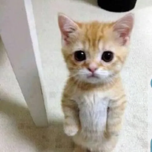 creator elgatoUwU's avatar