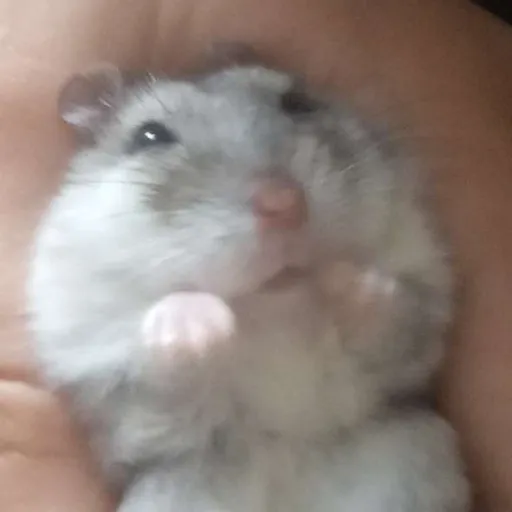 creator _.Mayzz._'s avatar