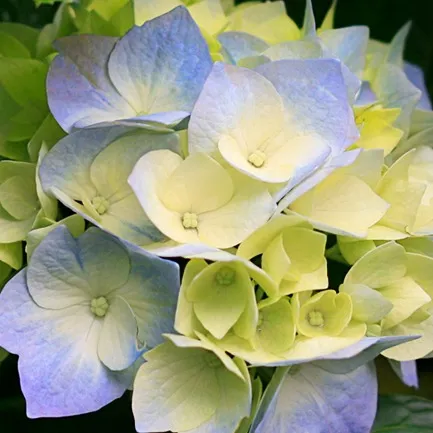 chat with ai character: dirgantara karis