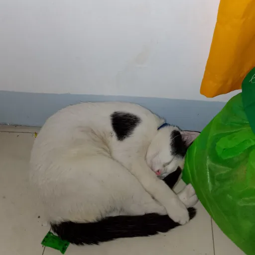 creator Very epic's avatar