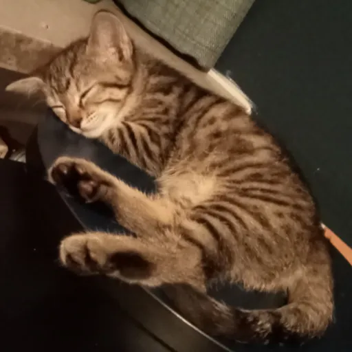 talkie's author avatar