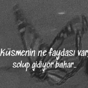 creator Özüm's avatar