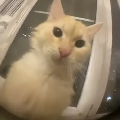 creator maxim russiana's avatar