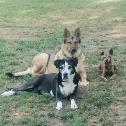 talkie's author avatar