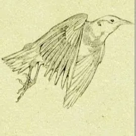 creator ★ Random _fan★'s avatar