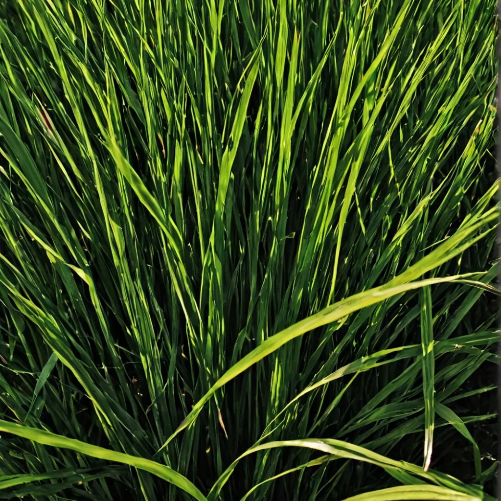 chat with ai character: Grass