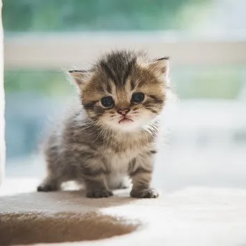 creator newhollandt6's avatar