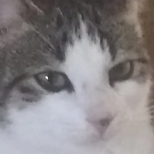 creator immortal demon 😈's avatar