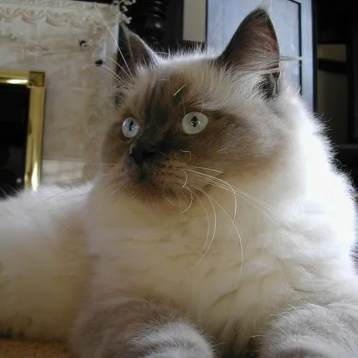 creator iLike animals's avatar