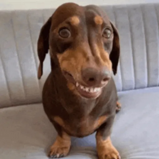 creator Emy / Elvelin's avatar