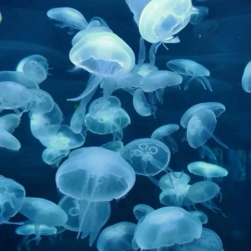 creator 🐚🪼~Nexa~🪼🐚's avatar