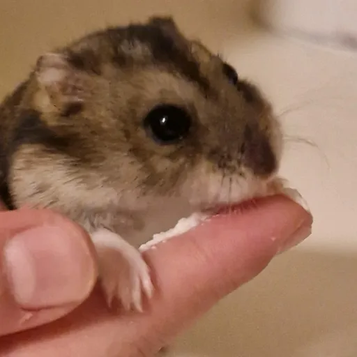 creator Bella_Broscky's avatar