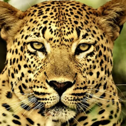 creator ¡FruizzCraps!5212's avatar