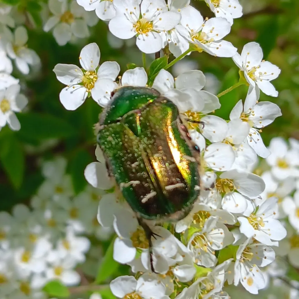 chat with ai character: Song alphabet