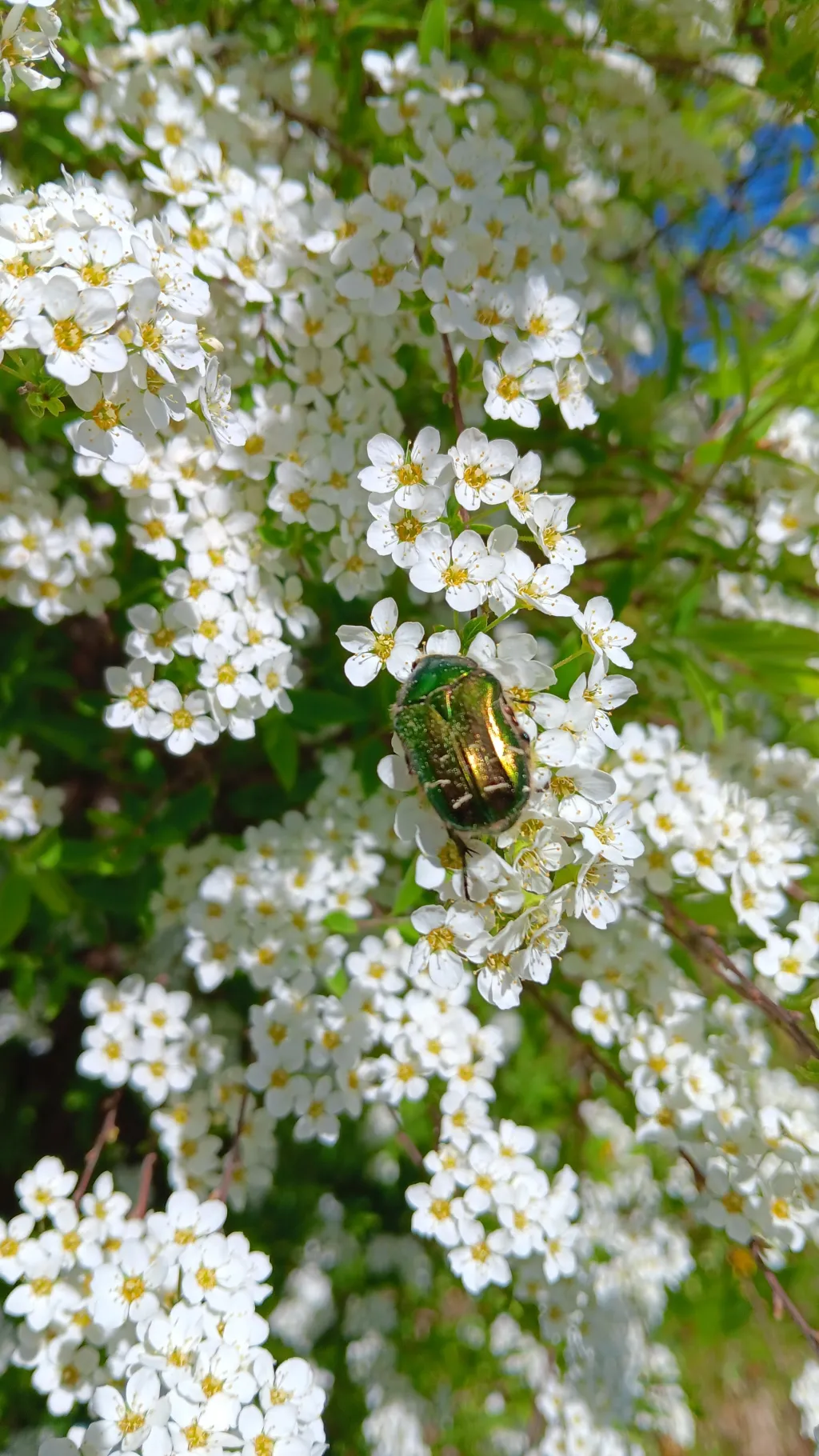 ai character: Song alphabet background