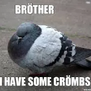 creator Pigeon!'s avatar