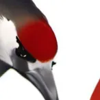 chat with ai character: Jack