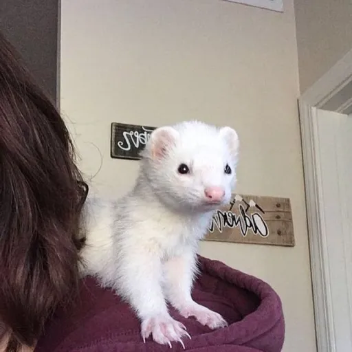 creator Scridytchzx's avatar