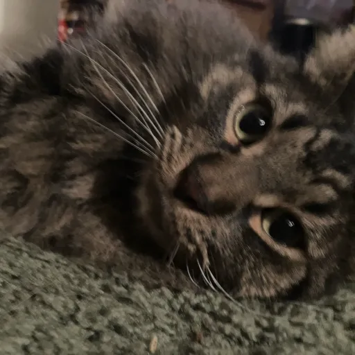 creator Epic_meows_of_moon's avatar