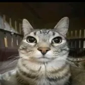 creator el cat's avatar