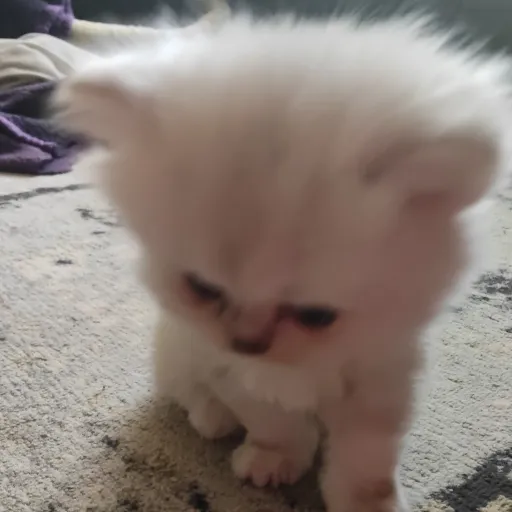 creator ~•Your_local_cat•~'s avatar