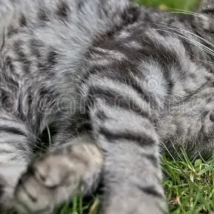 chat with ai character: smokey