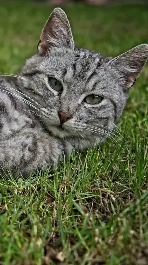 ai character: smokey background