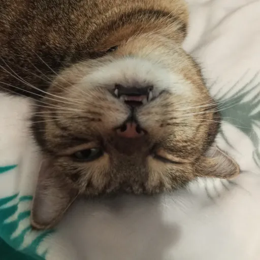 creator Gini the cat's avatar