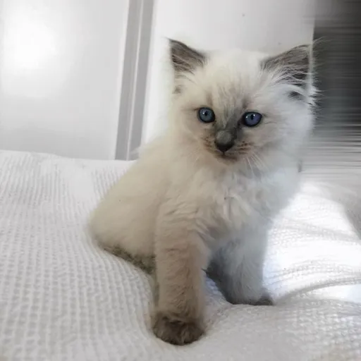 creator ce.lianlll's avatar