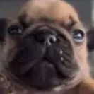 chat with ai character: Pibble