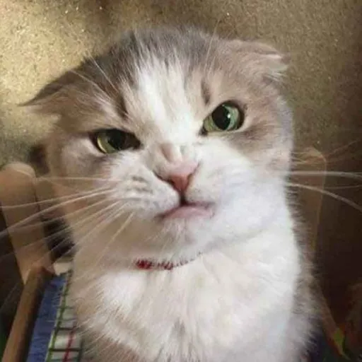 creator ☆ℳ𝒜𝒴ℒ𝒜☆√'s avatar