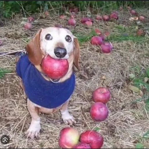 creator fenix166's avatar