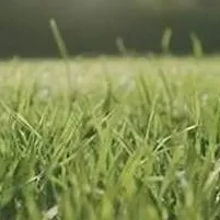 chat with ai character: grass