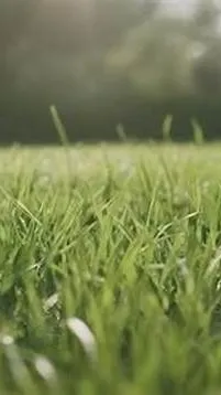 ai character: grass background