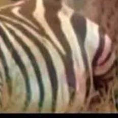 chat with ai character: Pregnant zebra 