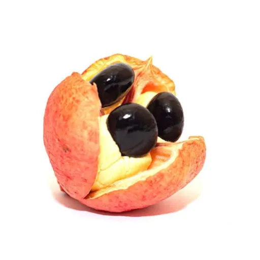 creator acke.'s avatar