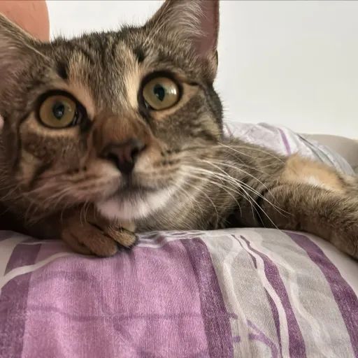 creator Miss munchkins's avatar