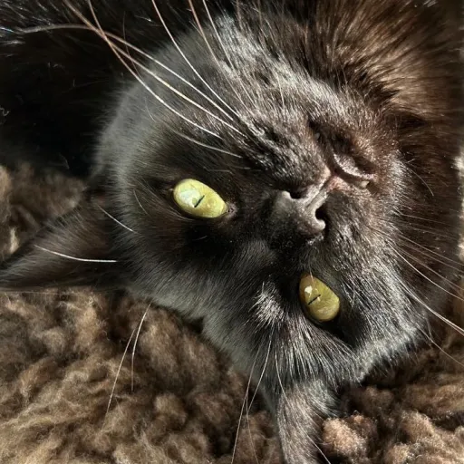 creator Edgedancer10's avatar