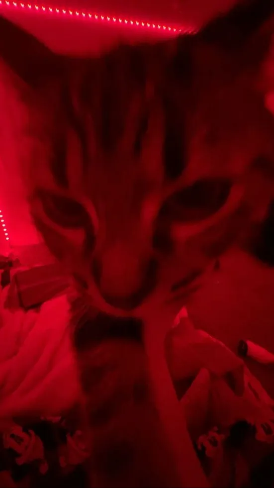 ai character: comfort bot background