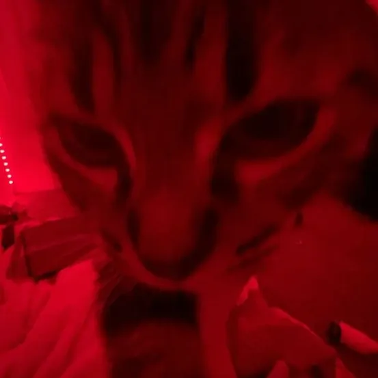 chat with ai character: comfort bot