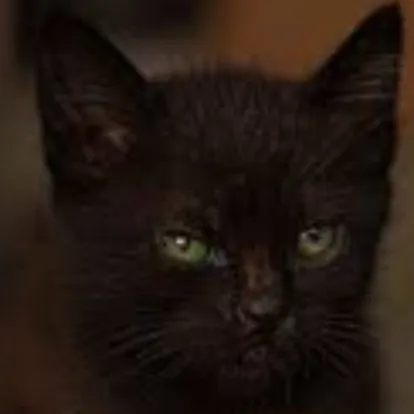 creator . .Heather..'s avatar